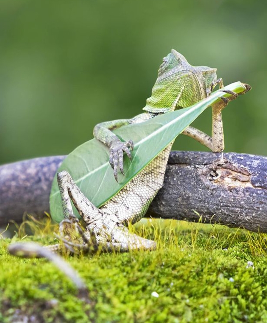 Reptile rocks .